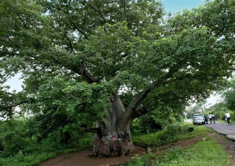 The Kalpa Vriksha, an old and locally revered tree near Banswara